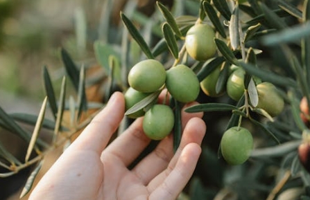 感覺（S）和直覺（N）的專業選擇